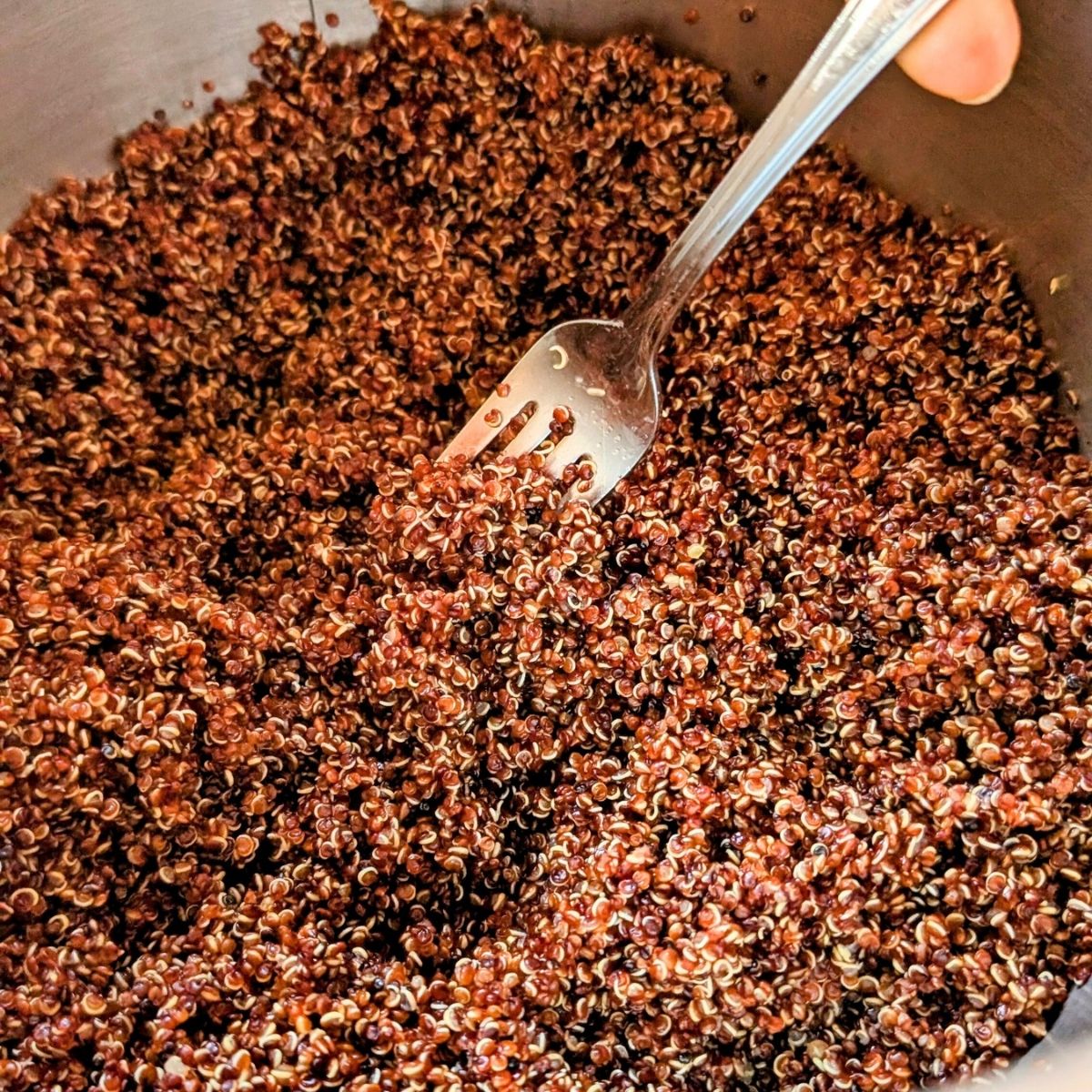 cooked red quinoa fluffed with a fork recipe